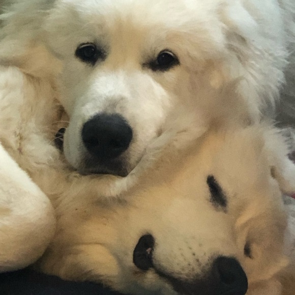 Meet your Posher, Posh - Picture 4 of 5